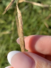 Sporobolus michauxianus