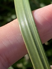 Sporobolus michauxianus