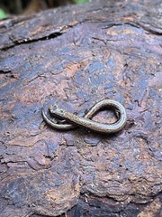 Batrachoseps attenuatus