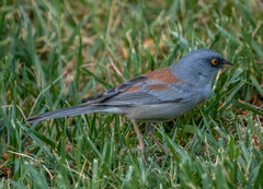 Junco phaeonotus