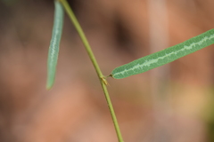 Desmodium psilophyllum