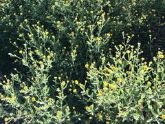 Pulicaria paludosa