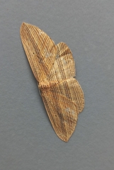 Epiphryne verriculata