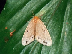 Lymantriinae