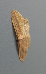Epiphryne verriculata