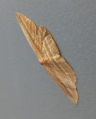 Epiphryne verriculata