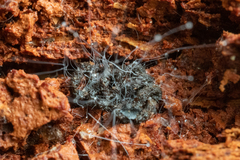 Phycomyces