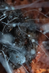 Phycomyces