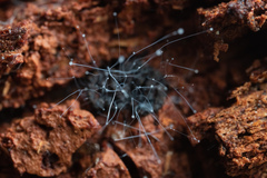 Phycomyces