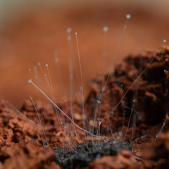 Phycomyces