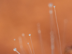 Phycomyces