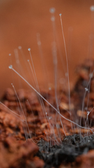 Phycomyces