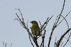 Euphonia luteicapilla