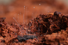 Phycomyces