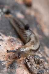 Prophysaon vanattae