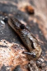 Prophysaon vanattae