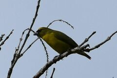 Euphonia luteicapilla