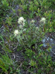 Castilleja parviflora albida