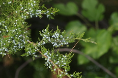 Juniperus virginiana