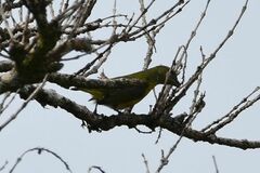 Euphonia hirundinacea
