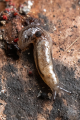 Prophysaon vanattae