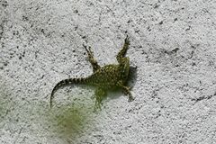 Sceloporus malachiticus