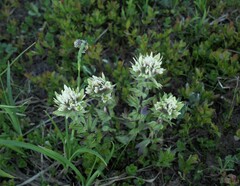 Castilleja parviflora albida