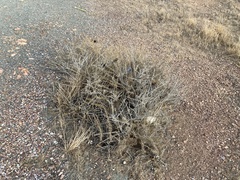 Adenostoma fasciculatum