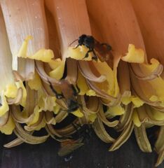 Trigona fulviventris