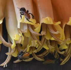 Trigona fulviventris