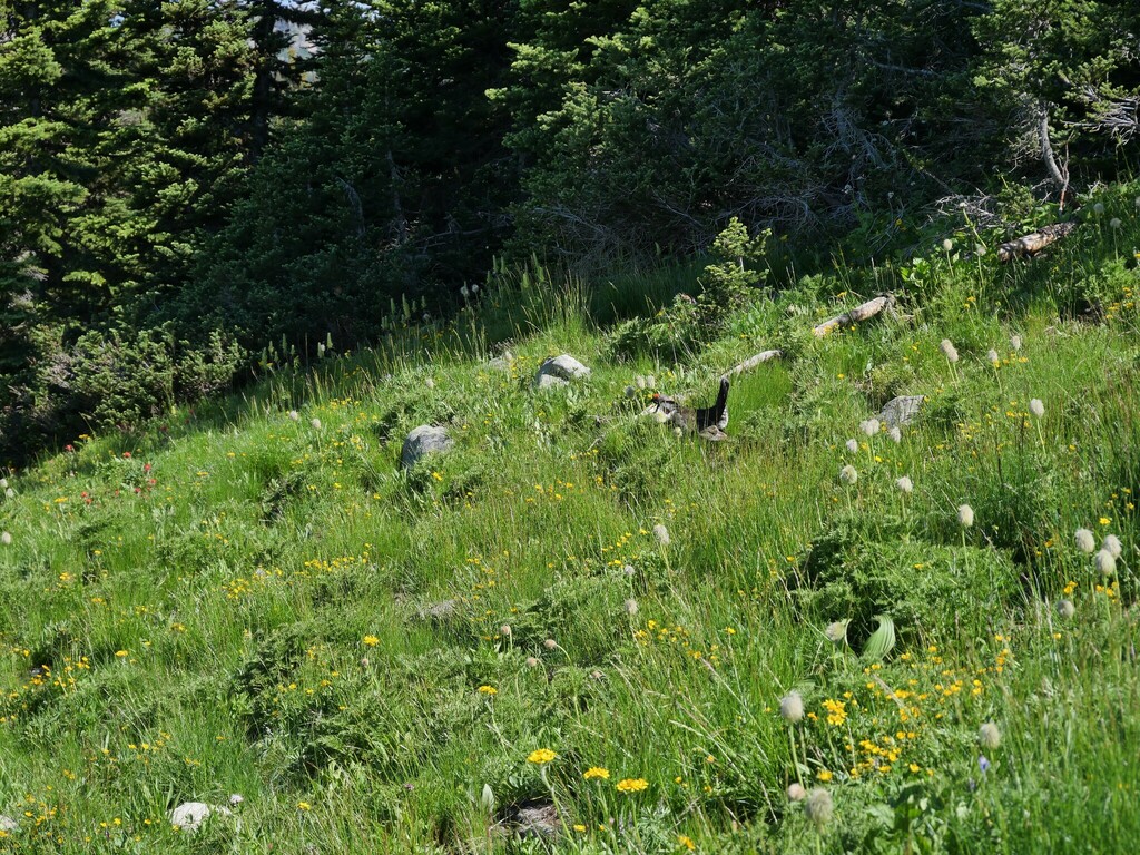 Blue Grouse from Okanagan-Similkameen, BC, Canada on July 25, 2022 at ...