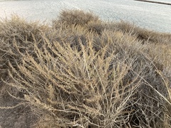 Adenostoma fasciculatum