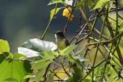 Myiarchus