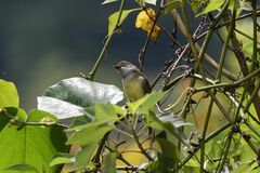 Myiarchus