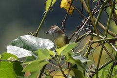 Myiarchus