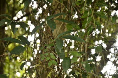 Image of Uvaria narum by (c) renjus box, some rights reserved (CC BY)