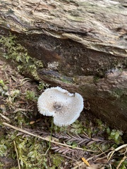 Lepiota atrodisca