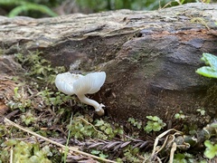 Lepiota atrodisca