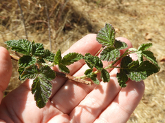 Rubus spectabilis