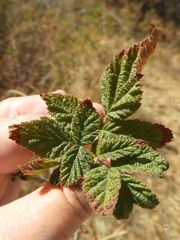 Rubus spectabilis