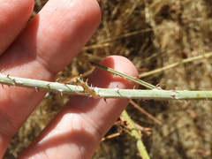 Rubus spectabilis