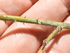 Rubus spectabilis