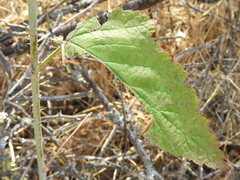 Rubus spectabilis
