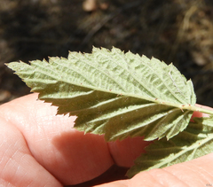Rubus spectabilis