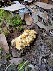 Cantharellus pallens