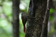 Sittasomus griseicapillus