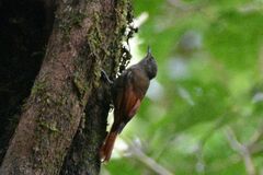 Sittasomus griseicapillus