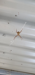 Argiope aetherea