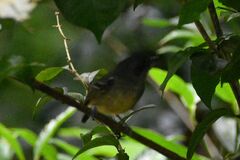 Dysithamnus mentalis