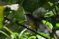 Dysithamnus mentalis